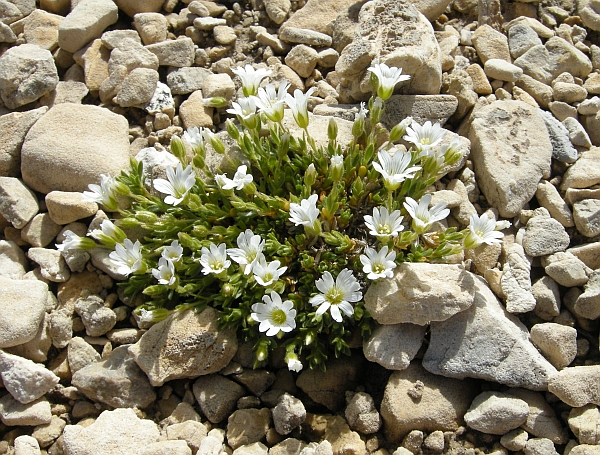 Cerastium thomasii